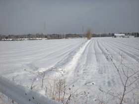 雪の畑３[1].jpg