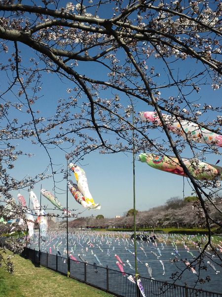 桜１_s.jpg