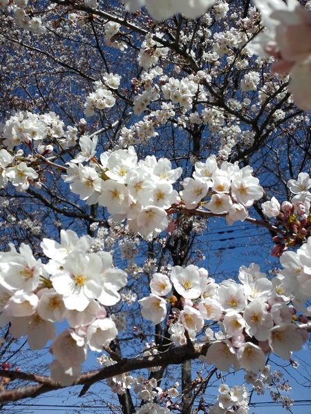 桜３_s.jpg