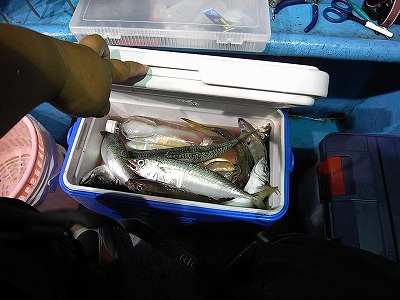 新潟東　釣り好きの集い44　クーラーボックスにいっぱい.jpg