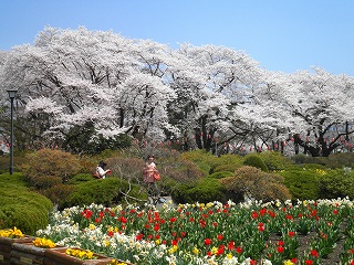 公園桜.jpg