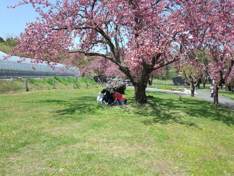 satou_cherry-blossom_viewing.jpg