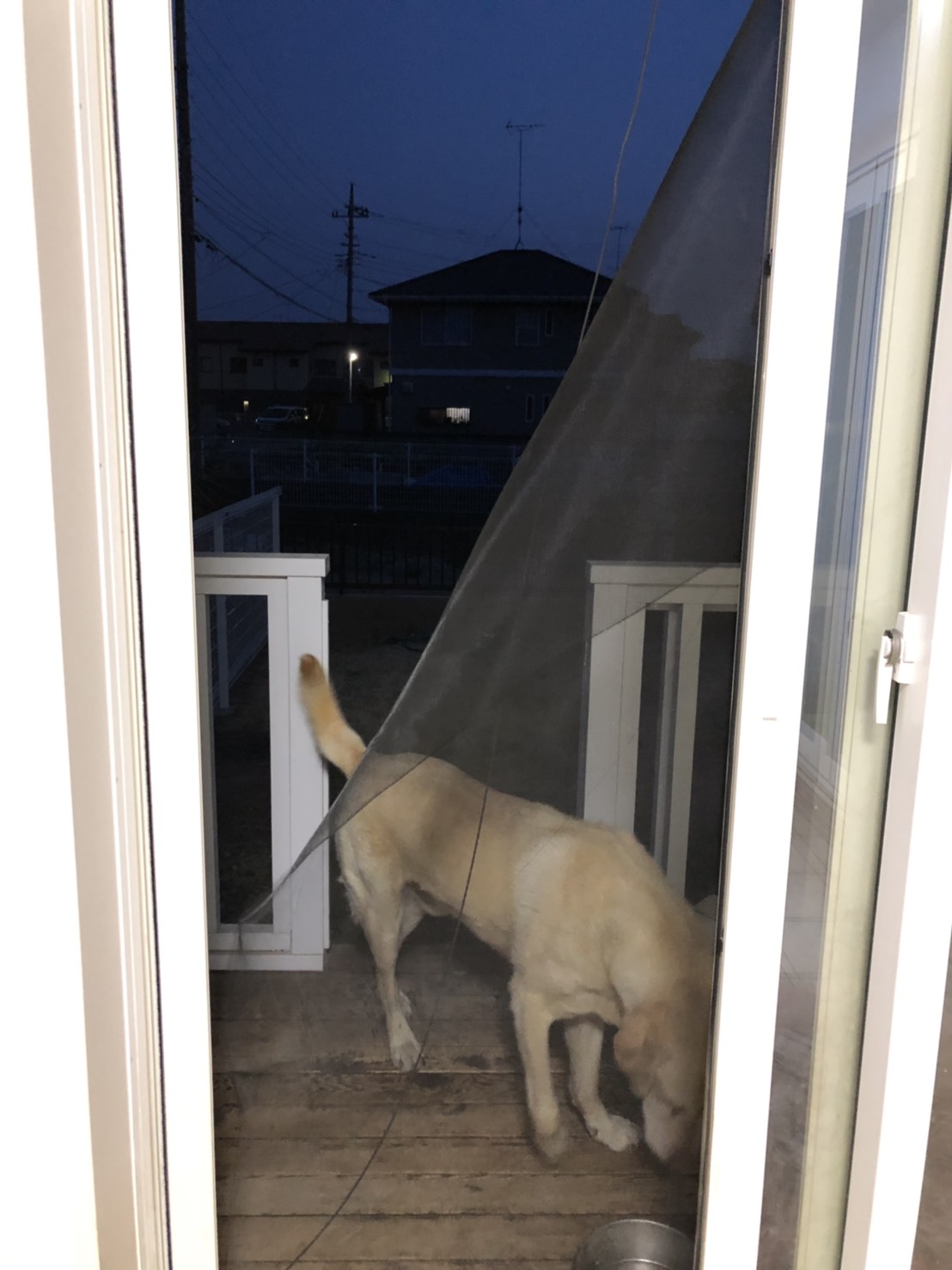 犬と暮らす家 網戸