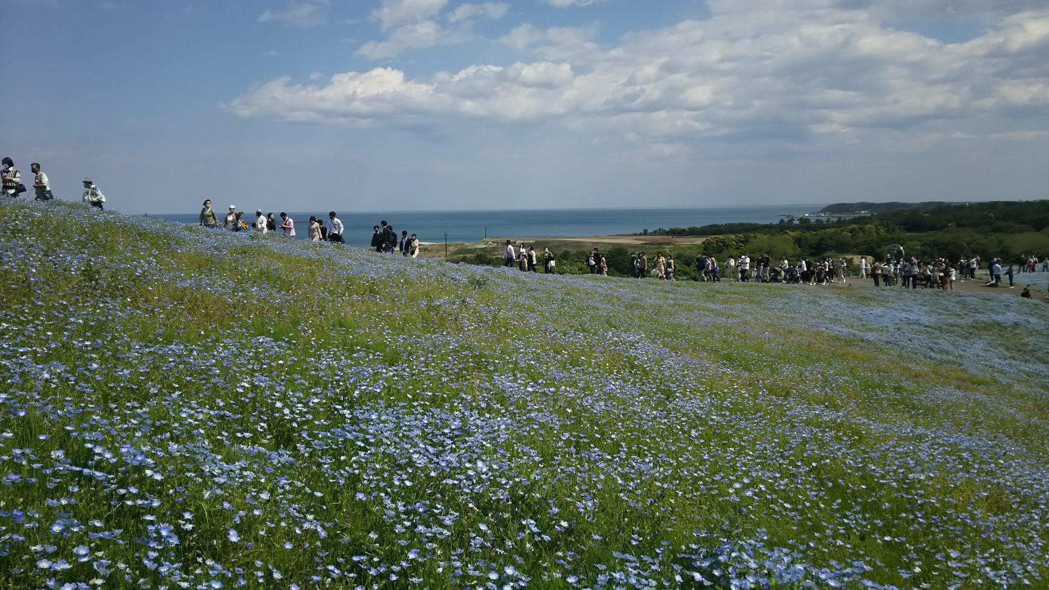 ひたち海浜公園